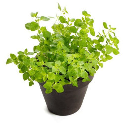 MARJOLAINE GRAND POT X6